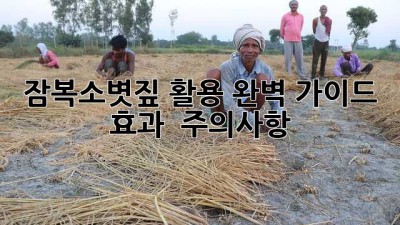 잠복소볏짚 활용 완벽 가이드: 효과 & 주의사항