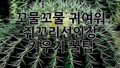 꼬물꼬물 귀여워! 🐭 쥐꼬리선인장 키우기 꿀팁 🌵
