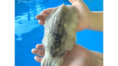 놓치면 후회! 태안오징어 초특가 득템 후기🦑